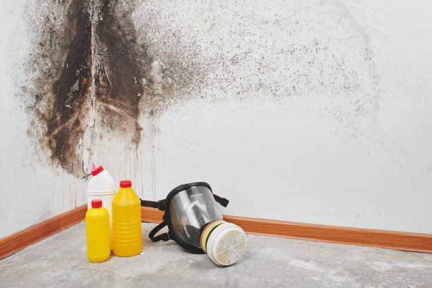 Best Water damage restoration process  in USA